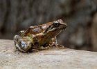 Greek stream frog.jpg : Bulgaria Spring Macro, Stara Kresna, Natures Images, 29 April, 2022, Olympus III